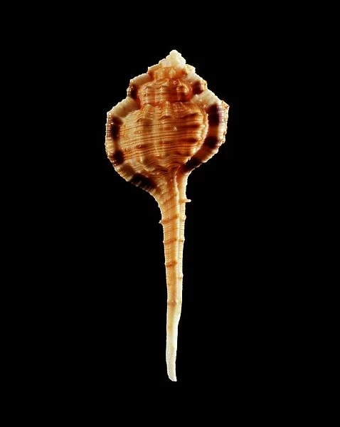 Murex sea snail shell C019  /  1330