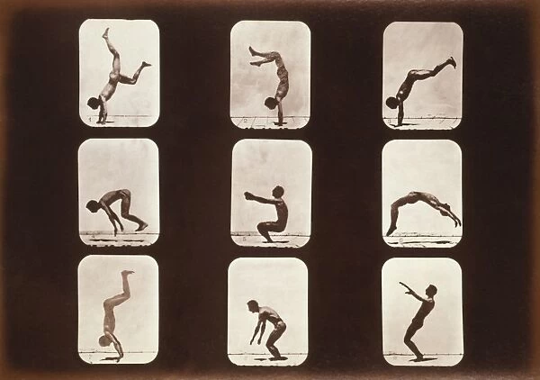Muybridge motion study, 1870s C014  /  2071