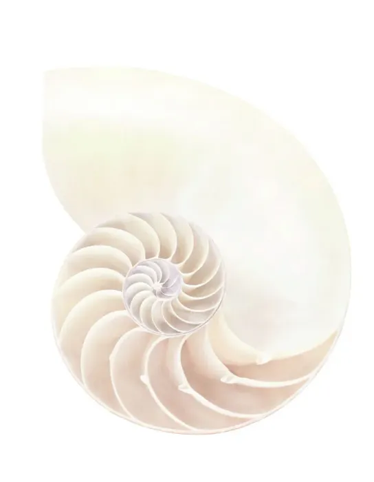 Framed Print : Nautilus Shell Print Framed Print : Nautilus Shell Print