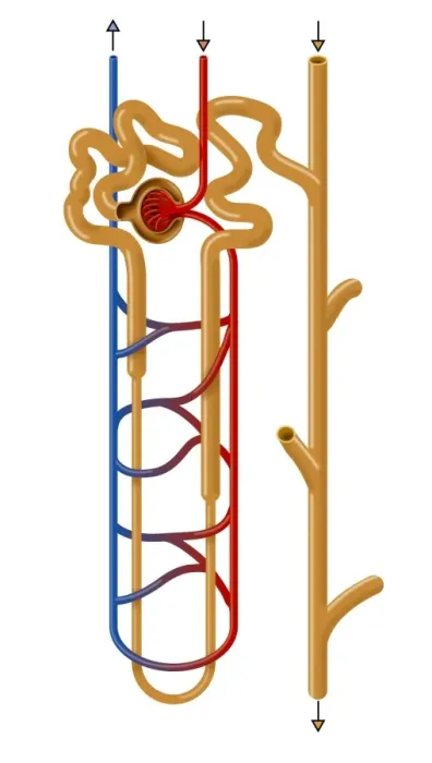 Framed Print : Nephron Structure Print Framed Print : Nephron Structure Print