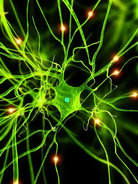 Framed Print : Nerve Cell Print Framed Print : Nerve Cell Print