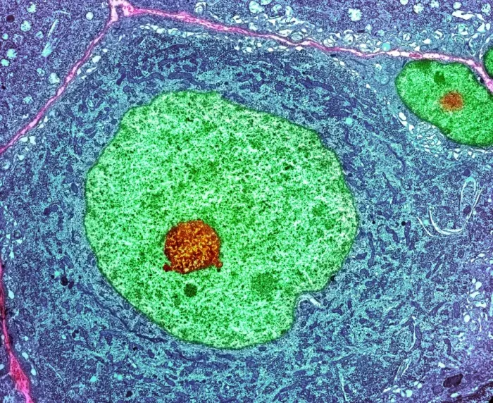 Framed Print : Nerve Cell Print, Coloured TEM Image Framed Print : Nerve Cell Print, Coloured TEM Image