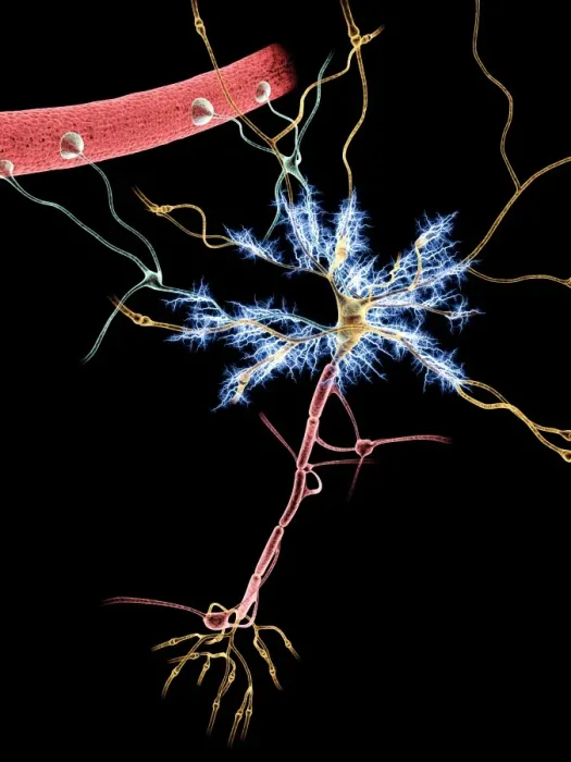 Framed Print : Neuron Print: Computer artwork of a firing nerve cell