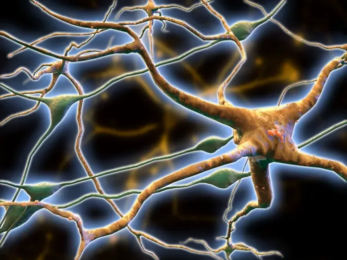 Framed Print : Nerve Cells Print Framed Print : Nerve Cells Print