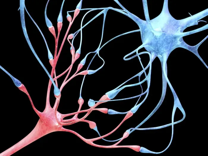 Framed Print : Nerve Cells Print: Computer Artwork of Two Neurons Framed Print : Nerve Cells Print: Computer Artwork of Two Neurons