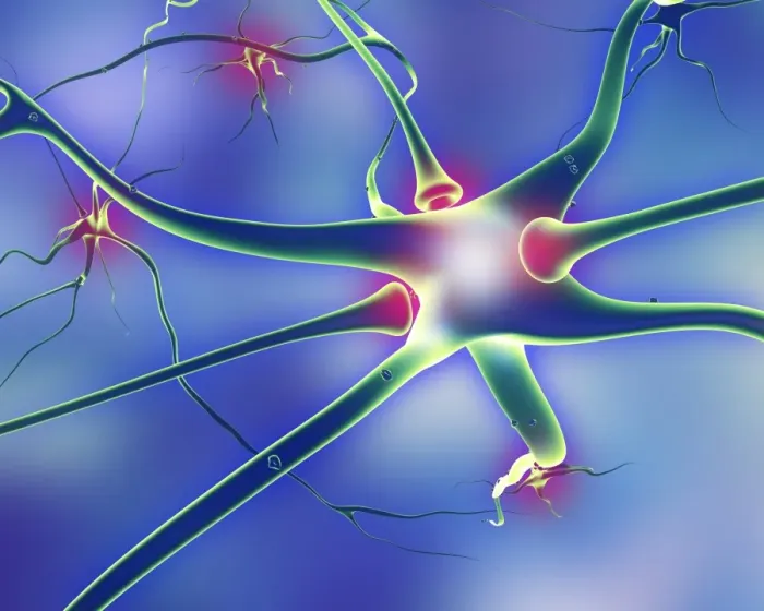 Framed Print : Nerve Cells and Synapses Print Framed Print : Nerve Cells and Synapses Print