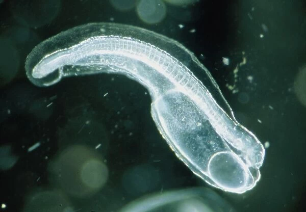 Newly-hatched glass eel embryo, Anguilla japonica