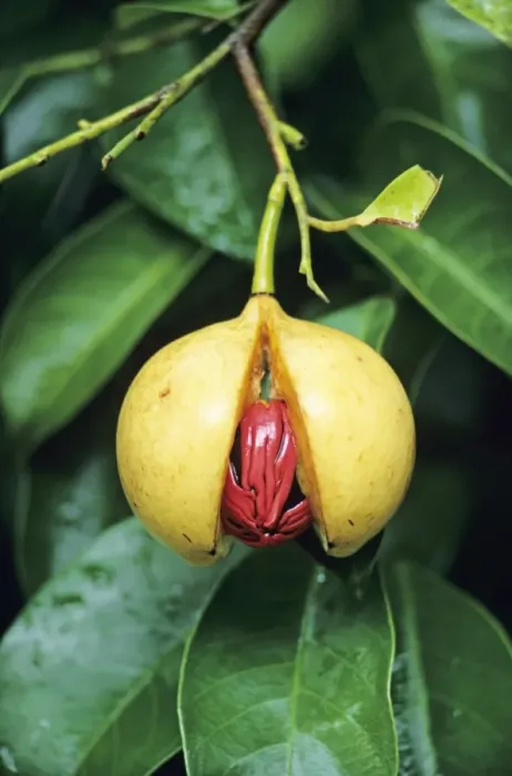 Framed Print : Nutmeg fruit Print Framed Print : Nutmeg fruit Print