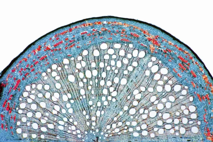 Framed Print : Oak root print, a light micrograph of a secondary root section