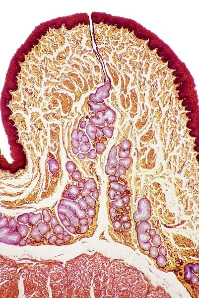 Oesophagus wall, light micrograph