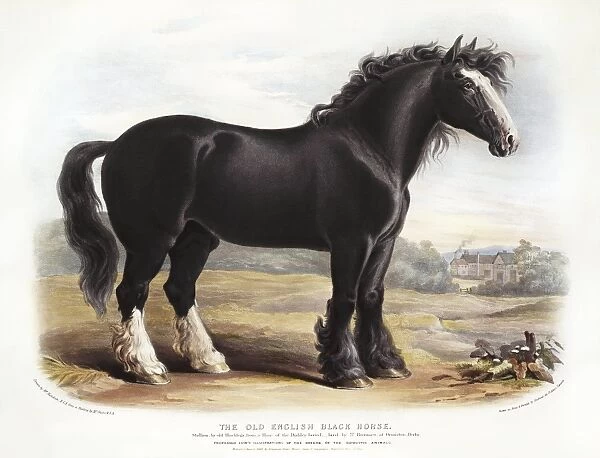 Old English Black Horse, 19th century C013  /  6218