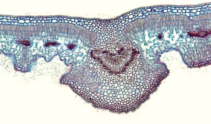 Framed Print : Oleander Leaf Print, Light Micrograph Framed Print : Oleander Leaf Print, Light Micrograph