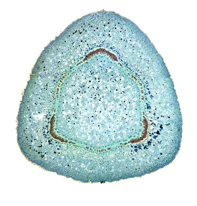 Framed Print : Light Micrograph Print of Oleander Stem Cross-Section Framed Print : Light Micrograph Print of Oleander Stem Cross-Section