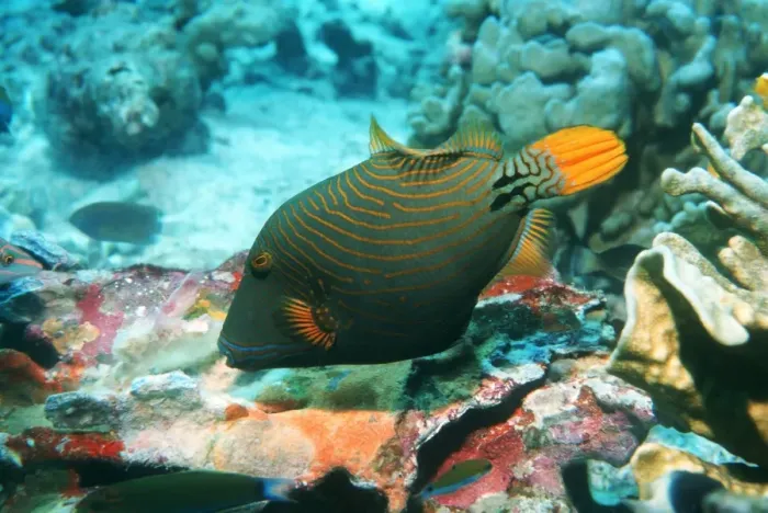 Framed Print : Orange-lined triggerfish feeding on corals Print Framed Print : Orange-lined triggerfish feeding on corals Print