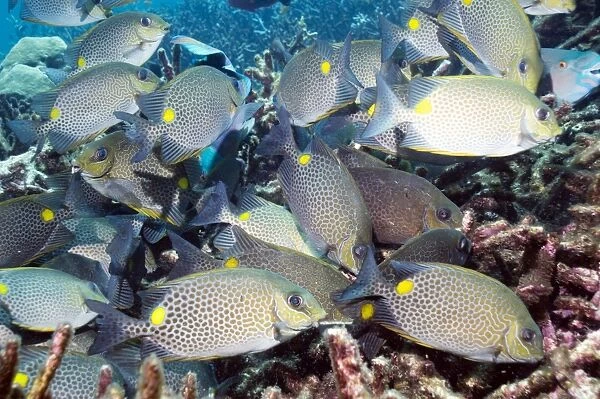 Orange-spotted spinefoot fish