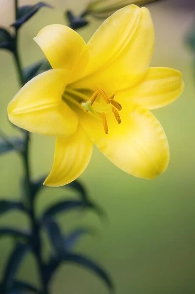 Orienpet lily (Lilium sp. )