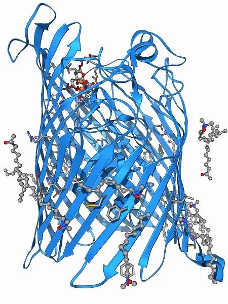 Outer membrane receptor protein molecule F006  /  9398