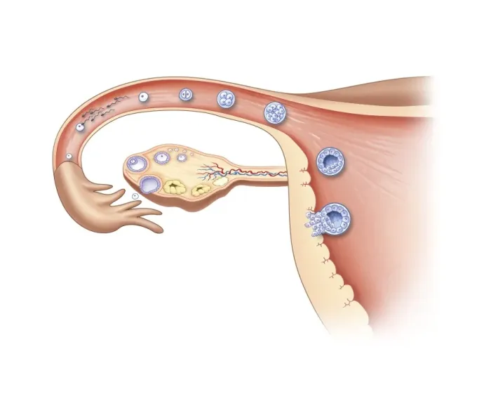 Framed Print : Ovulation and Fertilisation Print Framed Print : Ovulation and Fertilisation Print