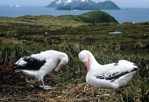 Pair of wandering albatrosses