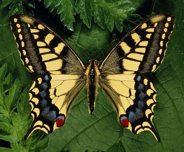 Papilo machain Britannicus, swallowtail butterfly