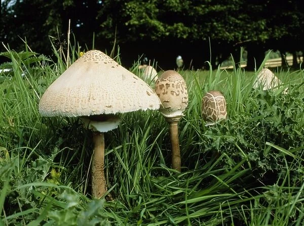 Parasol mushrooms, Lepiota procera