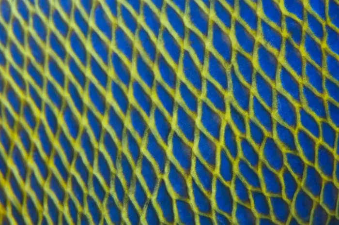 Framed Print : Fish Scale Pattern Print Framed Print : Fish Scale Pattern Print