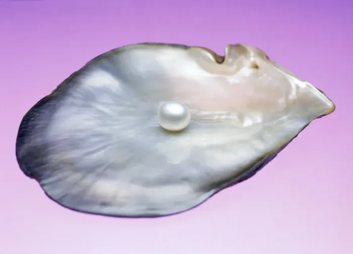 Framed Print : Pearl in a shell Print Framed Print : Pearl in a shell Print