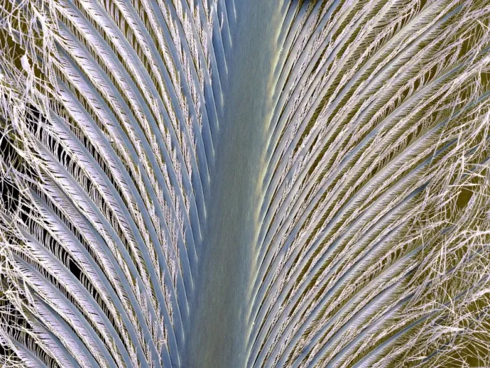 Framed Print : Densely packed penguin feather Print, SEM Framed Print : Densely packed penguin feather Print, SEM