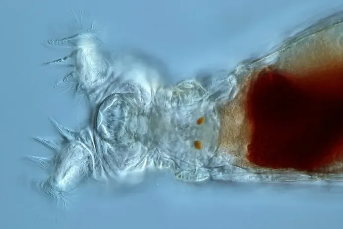 Framed Print : Philodina rotifer Print, Light Micrograph Framed Print : Philodina rotifer Print, Light Micrograph