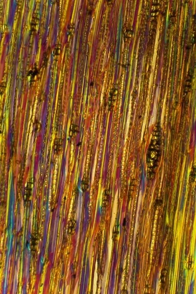 Pine stem, light micrograph