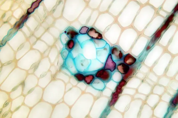 Framed Print : Pine stem print, light micrograph Framed Print : Pine stem print, light micrograph