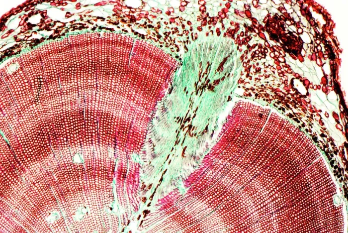 Framed Print : Coloured Light Micrograph Pine Tree Stem Print Framed Print : Coloured Light Micrograph Pine Tree Stem Print