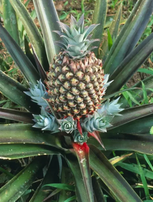 Framed Print : Pineapple plant print with fruit Framed Print : Pineapple plant print with fruit