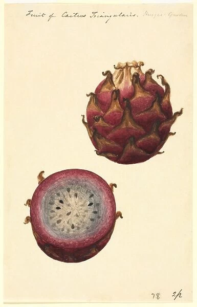 Pitahaya fruit, 19th-century artwork C016  /  5191
