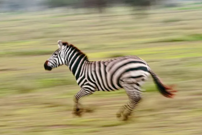 Framed Print : Plains Zebra Running Print