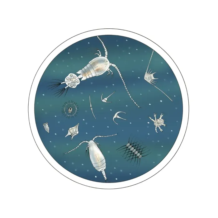 Framed Print : Plankton Print under Magnifying Glass Framed Print : Plankton Print under Magnifying Glass