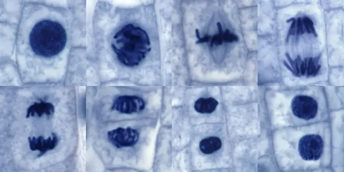 Framed Print : Plant cell mitosis print, a light micrograph of onion root tip cells Framed Print : Plant cell mitosis print, a light micrograph of onion root tip cells