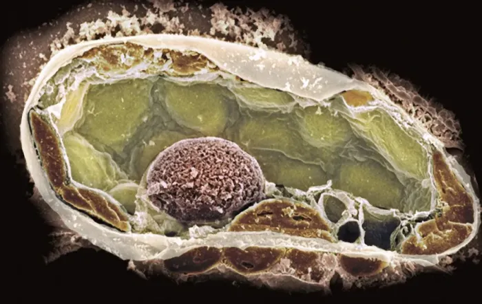 Framed Print : Coloured SEM Print of a Plant Cell Section Framed Print : Coloured SEM Print of a Plant Cell Section