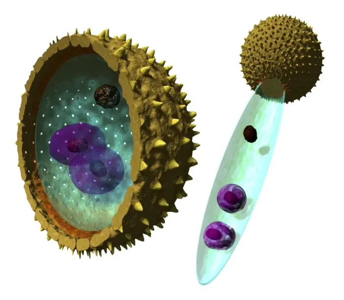 Framed Print : Pollen Cell Structures Print Framed Print : Pollen Cell Structures Print