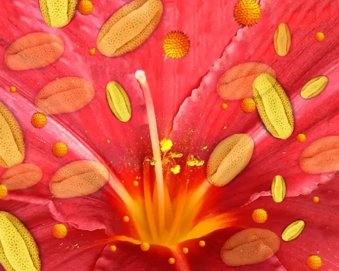 Framed Print : Pollen and Flower Print Framed Print : Pollen and Flower Print