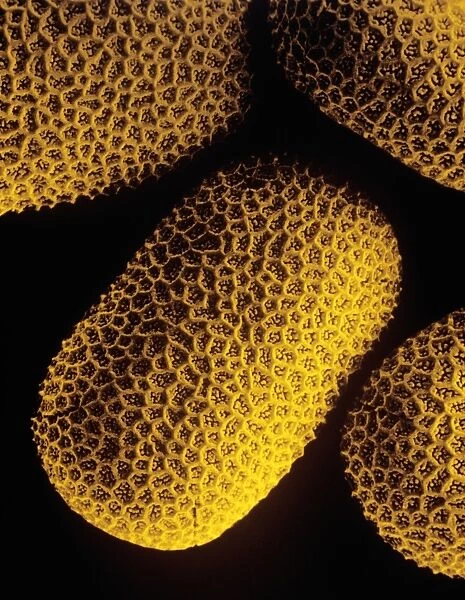 Pollen of Marsh Woundwort flower