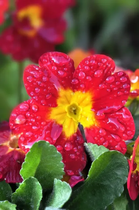 Framed Print : Polyanthus Print after Rain, Dorset Framed Print : Polyanthus Print after Rain, Dorset