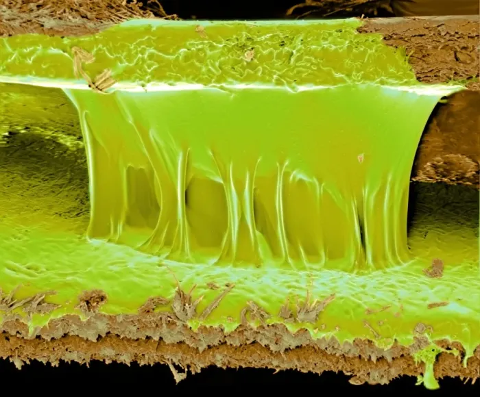 Framed Print : Polyurethane glue Print: SEM image of dried adhesive between two surfaces Framed Print : Polyurethane glue Print: SEM image of dried adhesive between two surfaces