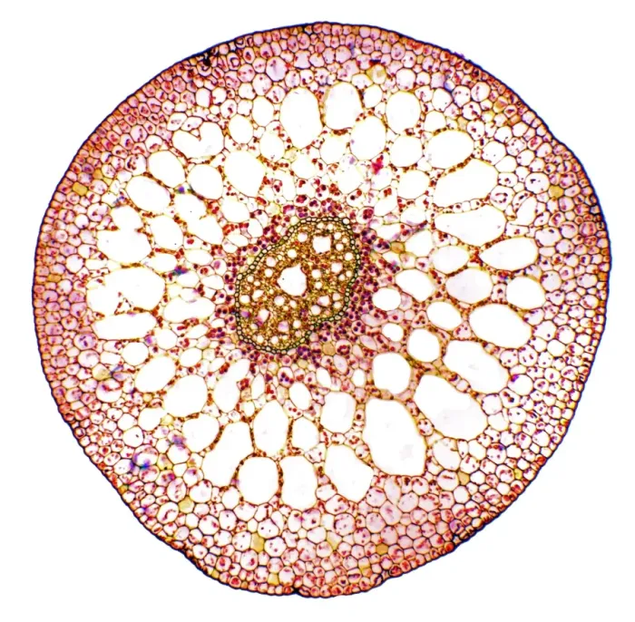 Framed Print : Pondweed stem light micrograph print Framed Print : Pondweed stem light micrograph print