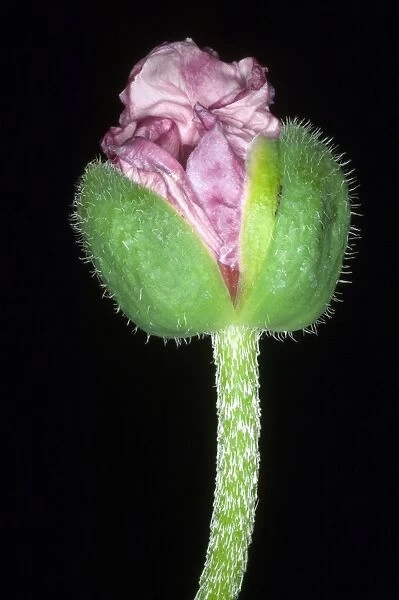 Poppy (Papaver sp. )