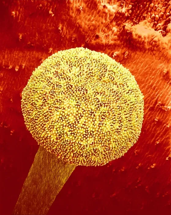 Framed Print : Primrose Stigma Print, SEM Framed Print : Primrose Stigma Print, SEM
