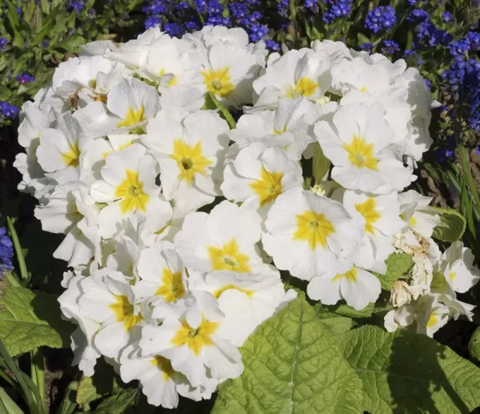 Framed Print : Primula Crescendo White Primrose Print Framed Print : Primula Crescendo White Primrose Print