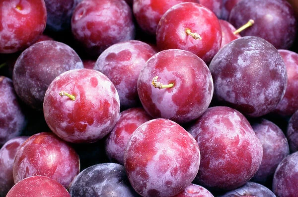 Purple plums (Prunus hybrid)
