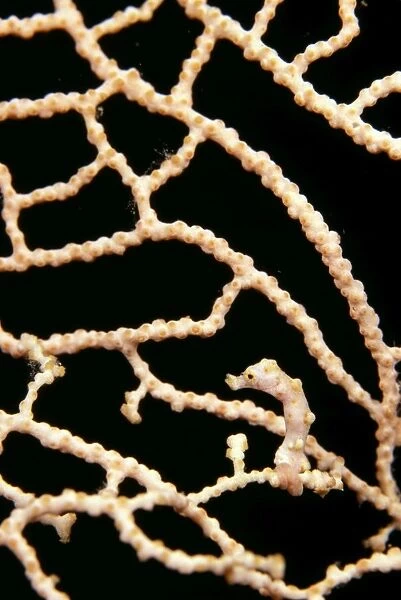 Pygmy seahorse on coral