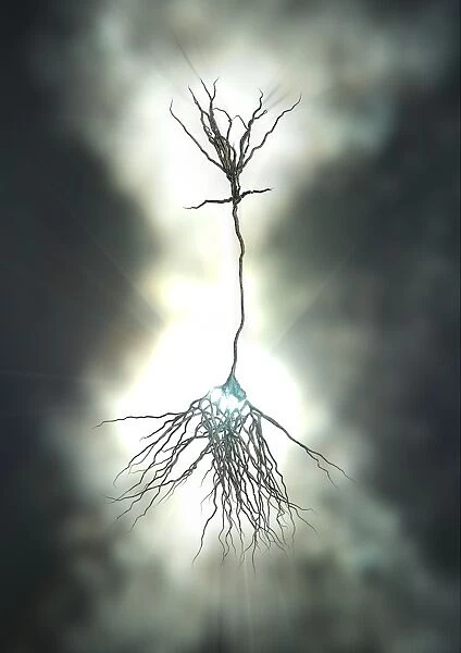 Pyramidal nerve cell, artwork C017  /  2275